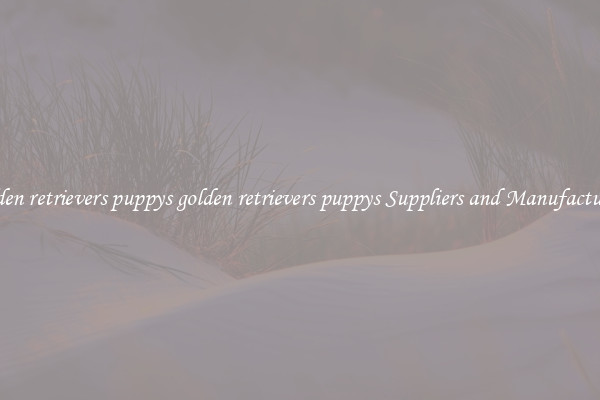 golden retrievers puppys golden retrievers puppys Suppliers and Manufacturers